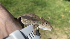 Bradypodion ventrale