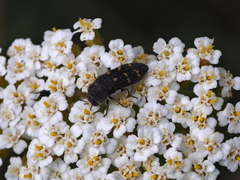 Acmaeoderella flavofasciata
