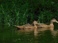 Anas platyrhynchos × fulvigula