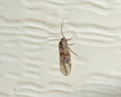 Teliapsocus conterminus