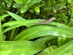 Anolis lineatus