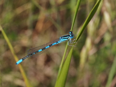 Coenagrion scitulum