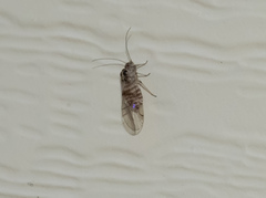 Teliapsocus conterminus