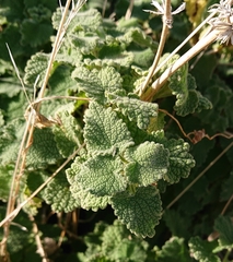 Pseudodictamnus hirsutus