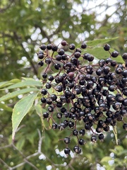 Sambucus nigra
