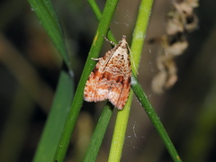 Phiaris delitana