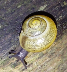 Cepaea