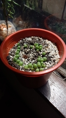 Curio rowleyanus