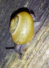 Cepaea