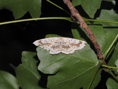 Cyclophora annularia