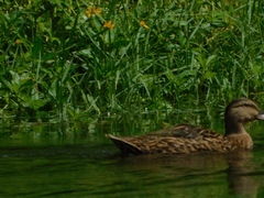 Anas platyrhynchos × fulvigula