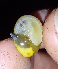 Cepaea