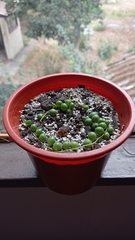 Curio rowleyanus
