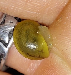 Cepaea