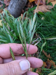 Bromus carinatus