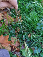 Bromus carinatus