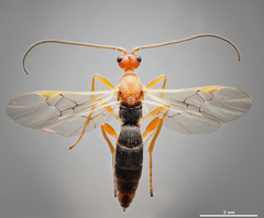 Braconidae