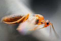 Braconidae