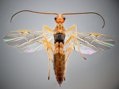Braconidae