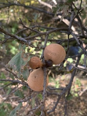 Andricus quercuscalifornicus