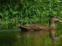 Anas platyrhynchos × fulvigula