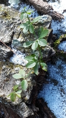 Galium triflorum