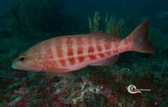 Serranus cabrilla