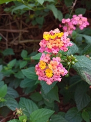 Lantana horrida
