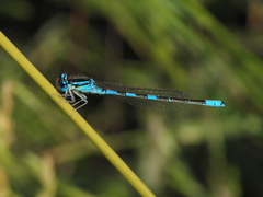 Coenagrion scitulum