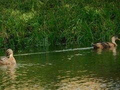 Anas platyrhynchos × fulvigula