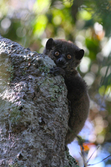Lepilemur microdon