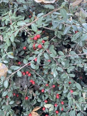 Cotoneaster × suecicus