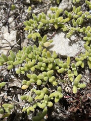 Drosanthemum candens