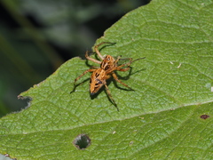 Oxyopes heterophthalmus
