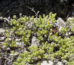 Drosanthemum candens