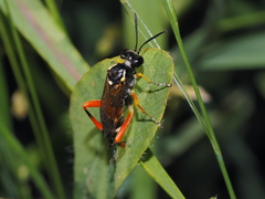 Macrophya rufipes
