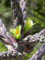 Puya chilensis