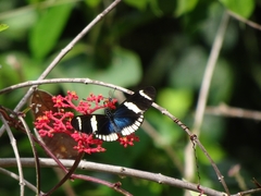 Heliconius sara theudela