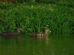 Anas platyrhynchos × fulvigula