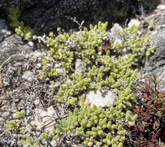 Drosanthemum candens