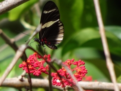 Heliconius sara theudela