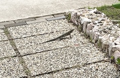 Cnemidophorus murinus