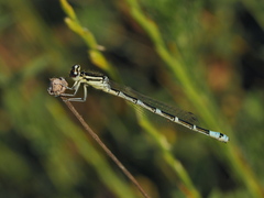 Coenagrion scitulum