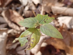 Pycnanthemum incanum