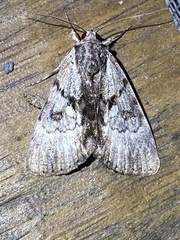 Catocala andromedae