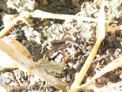 Pardosa