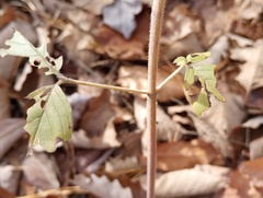 Pycnanthemum incanum
