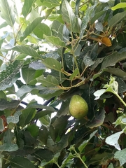 Persea americana