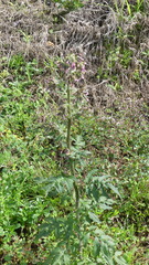Erechtites valerianifolius