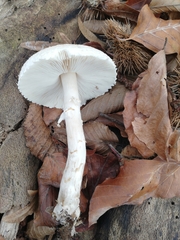 Lepiota ignivolvata